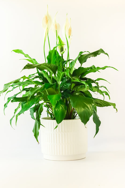 Peace Lily Planter