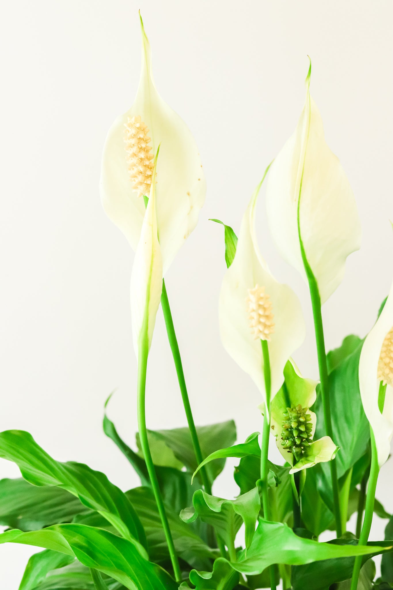 Peace Lily Planter