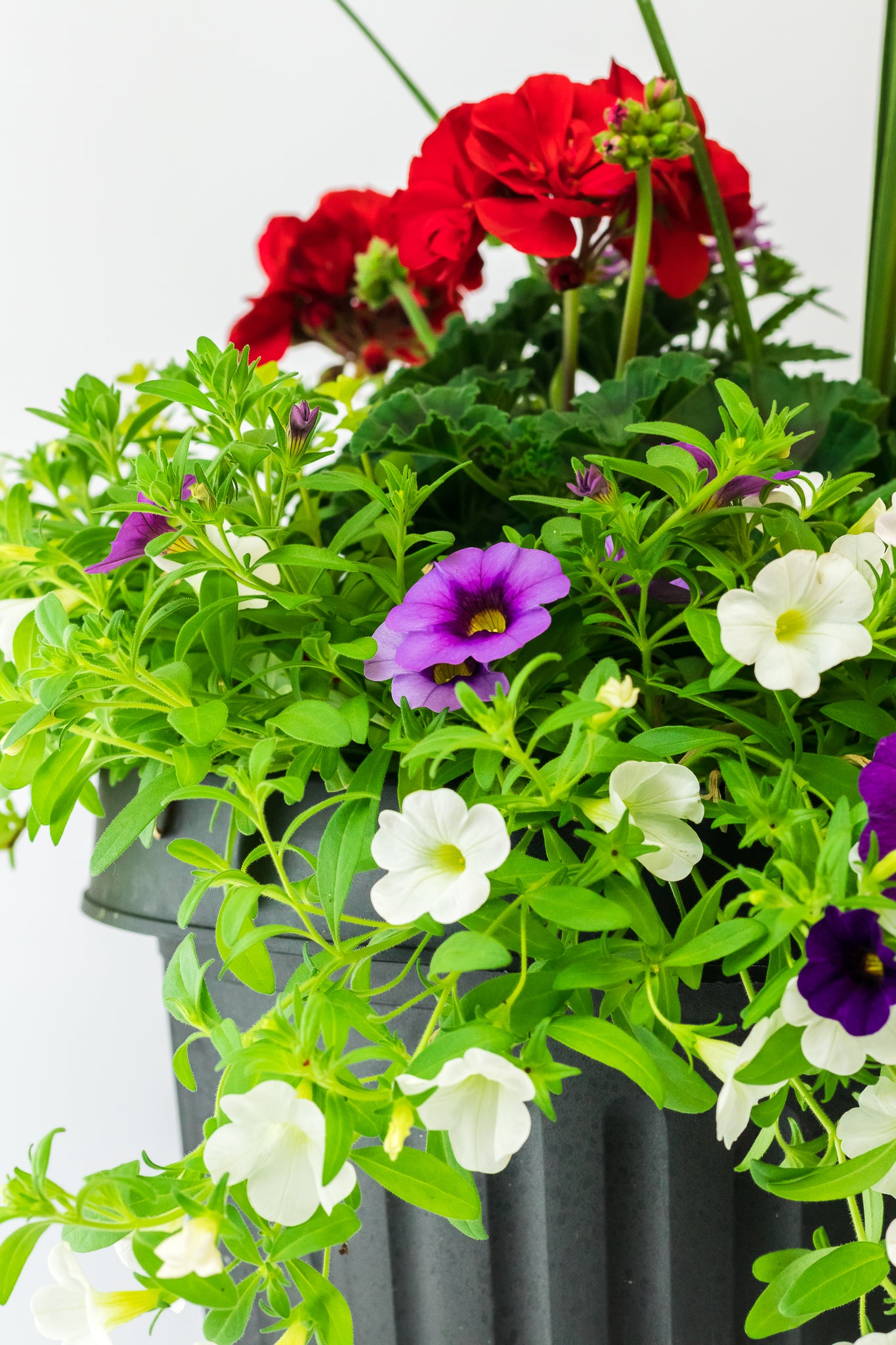 Summer Sun Planter