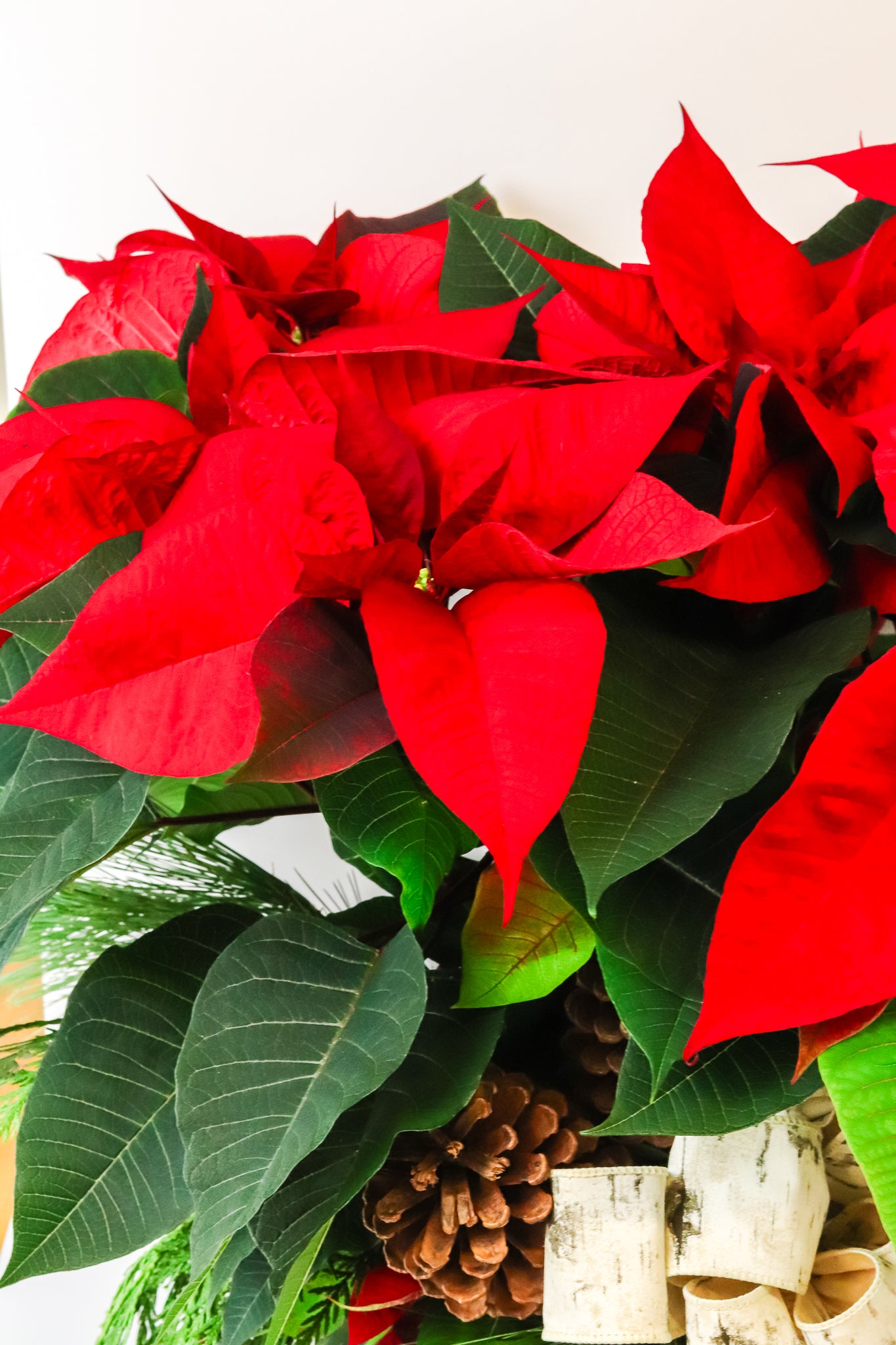 Festive Poinsettia