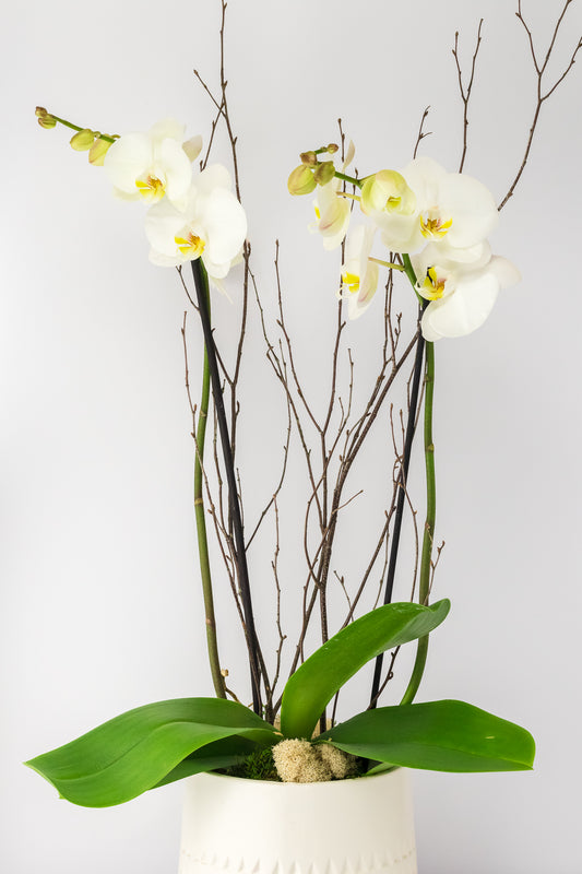 Elegant Orchid Planter
