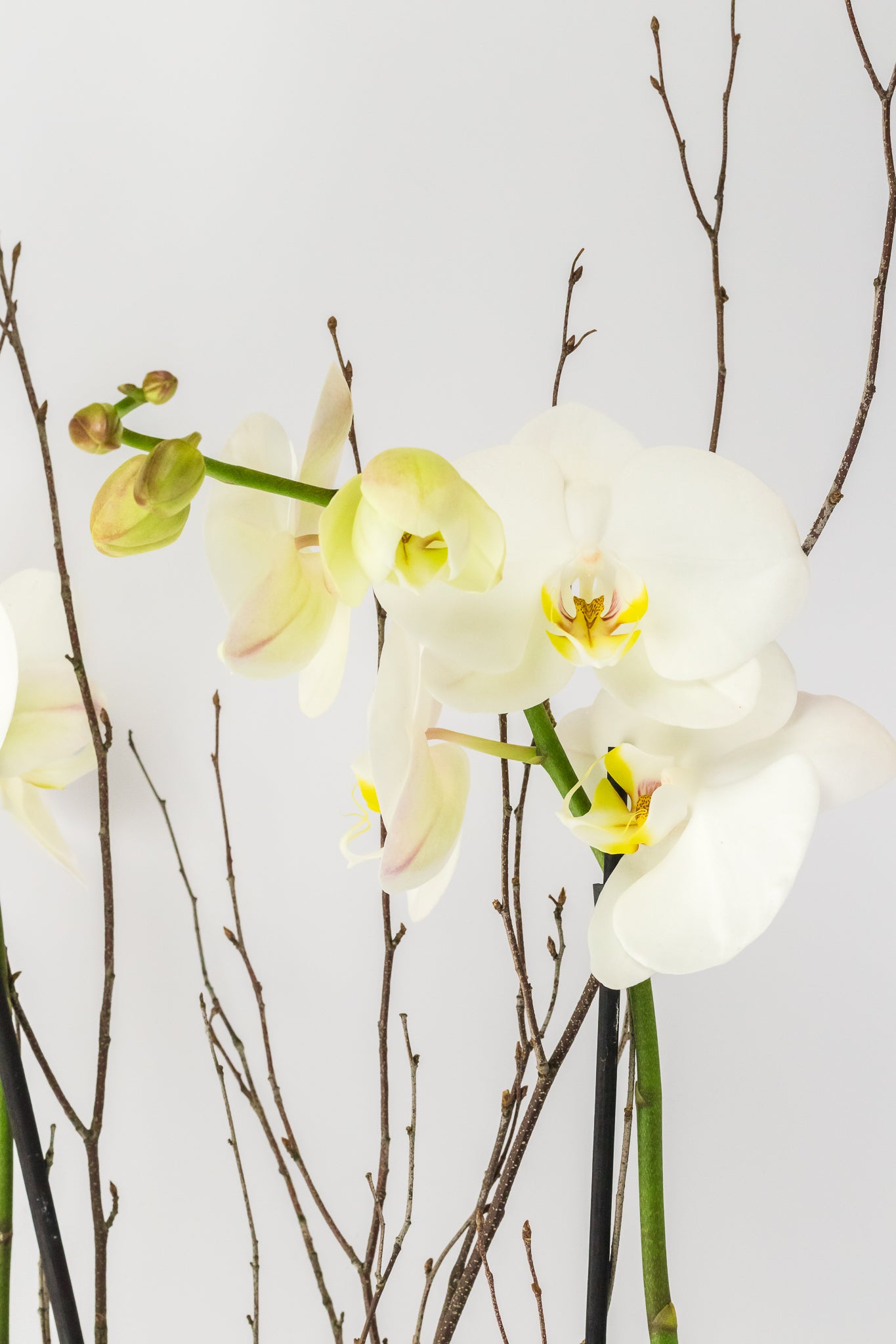 Elegant Orchid Planter