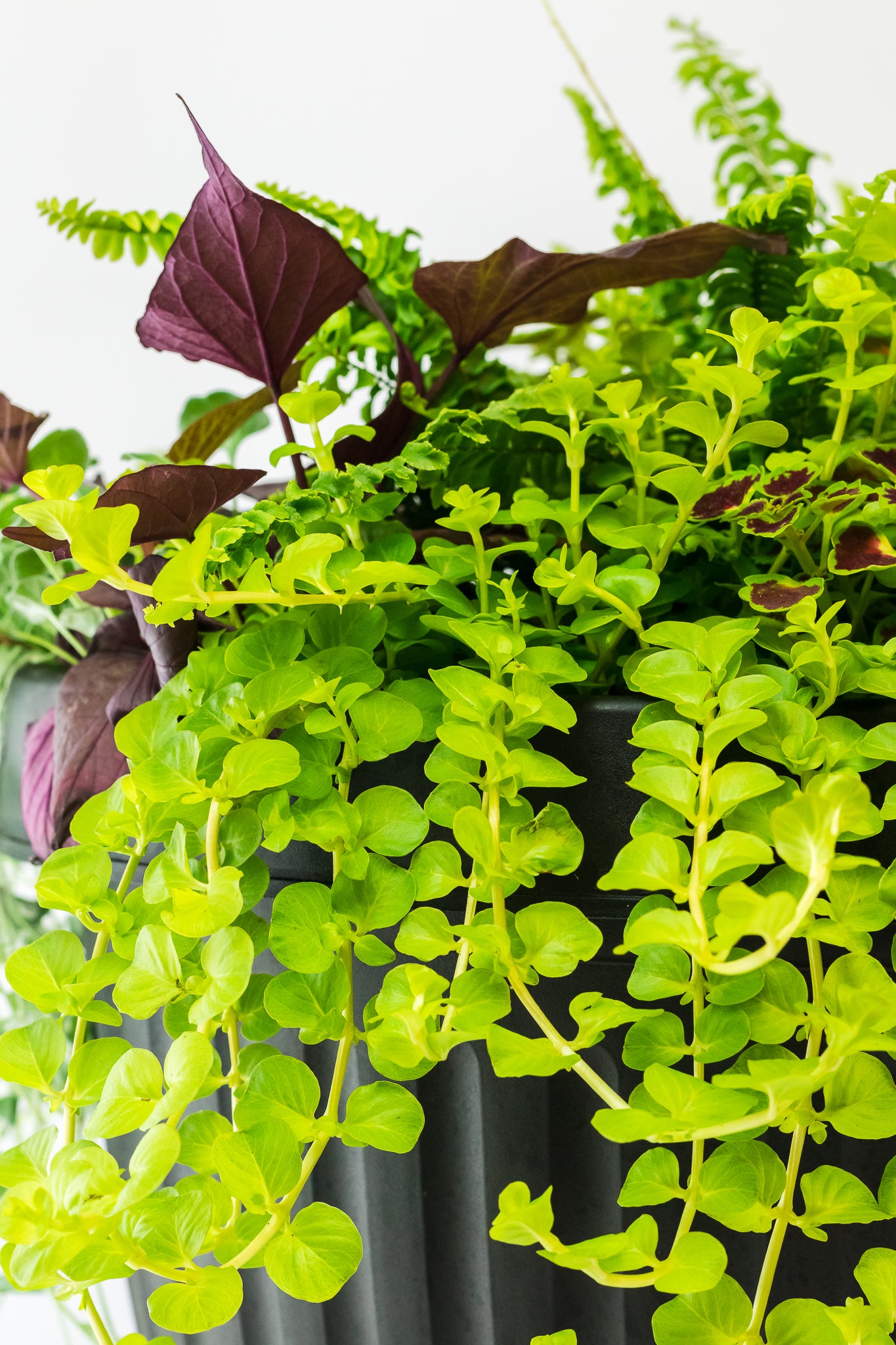 Summer Shade Planter