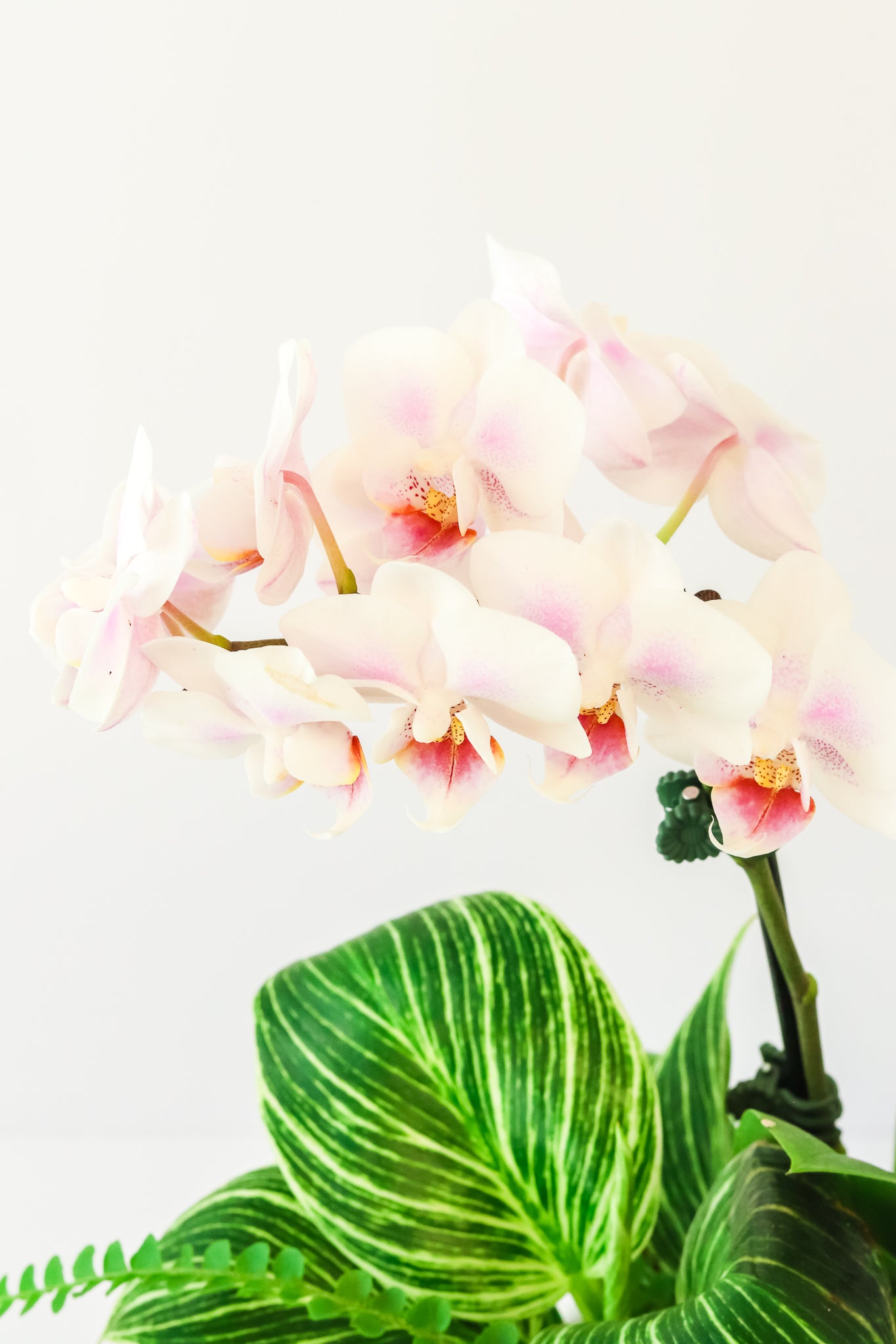 Tropical Orchid Planter