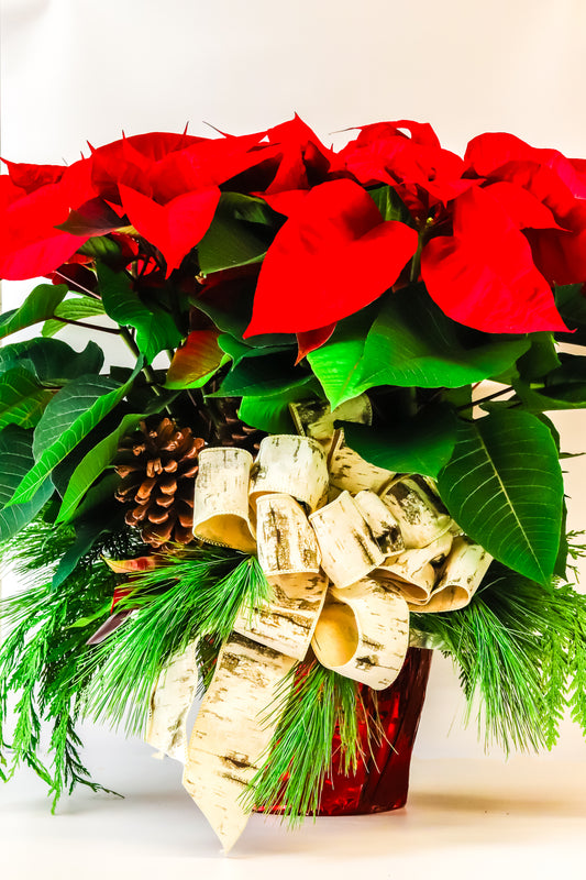 Festive Poinsettia